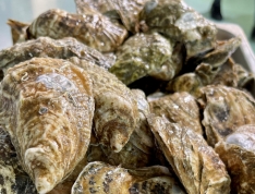 100 Wellfleet Oysters