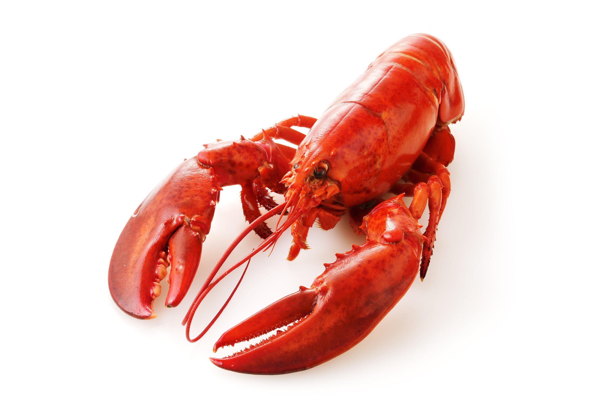 2 lb. Fresh Live Maine Lobster | Lobsters Online: Owned & Operated by ...