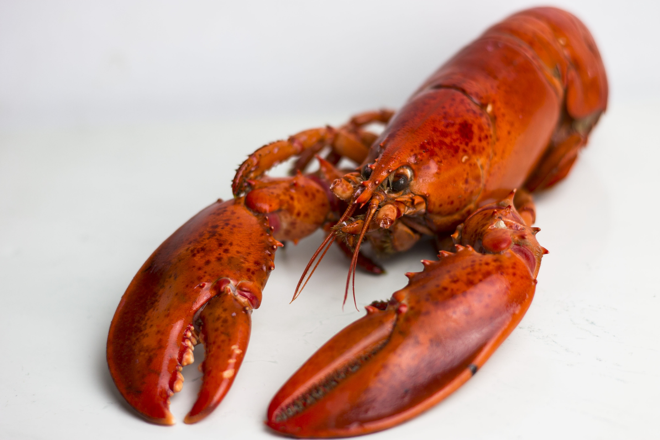 2.5 lbs. Fresh Live Maine Lobster | Lobster Trap: Live Lobster Online