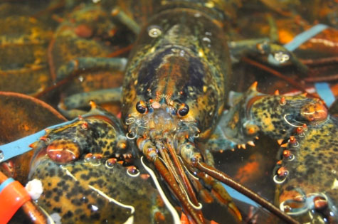 lobster info