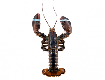 1.5 lb. Fresh Live Lobster