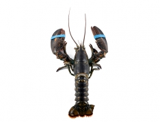 1 lb. Fresh Live Lobster