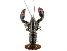 2.5 lb. Fresh Live Lobster