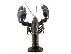 4 lb. Fresh Live Jumbo Lobster