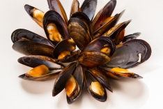 Cooked Mussels (1 lb)