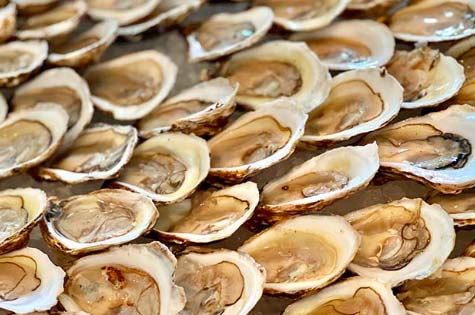 Winter Oyster Farming: What Happens in the Offseason?