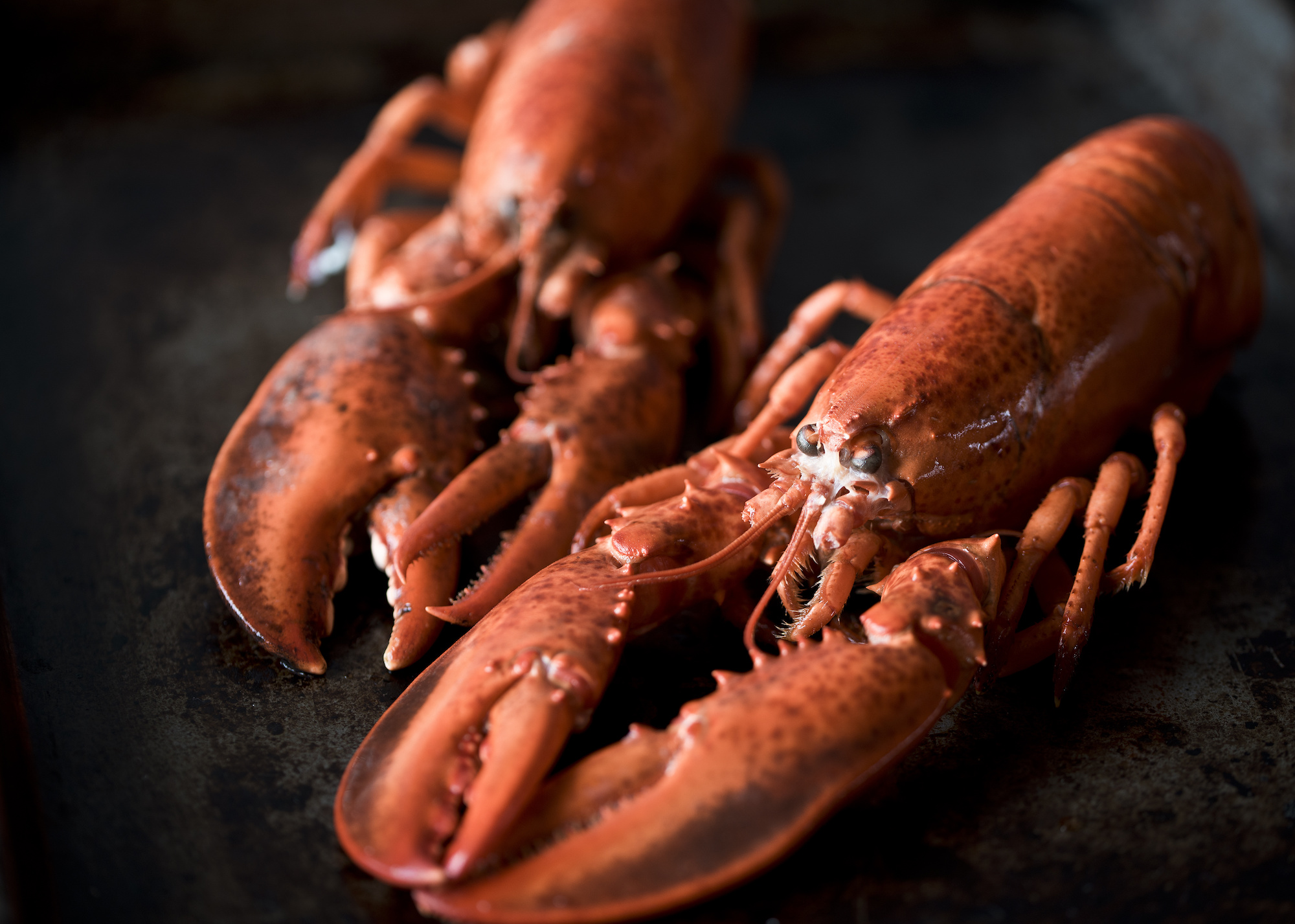 2 Lb. Fresh Live Maine Lobster | Lobsters Online: Owned & Operated By ...